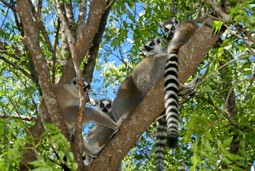 Ring-tailed lemurs sitting in tree, Berenty, Madagascar photo