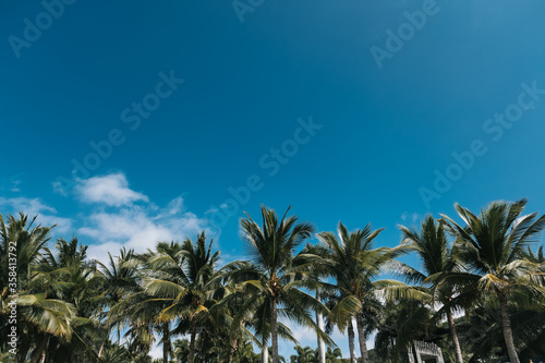 Row of palm trees and blue sky. Tropical background © nikkimeel