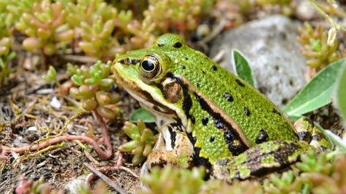 Lake or Pool Frog  Pelophylax lessonae   Marsh frog  Pelophylax ridibundus   edible frog  Pelophylax esculentus  on the edge of the pond. Cute green frog resting in the greenery