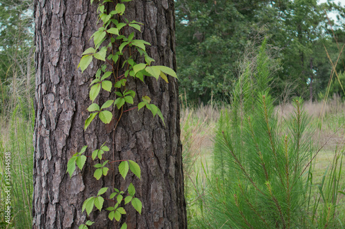 Fototapeta Naklejka Na Ścianę i Meble -  Carolina Forest Virginia Creeper Vine Growing on Tree