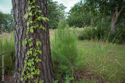 Carolina Forest Virginia Creeper Vine Growing on Tree