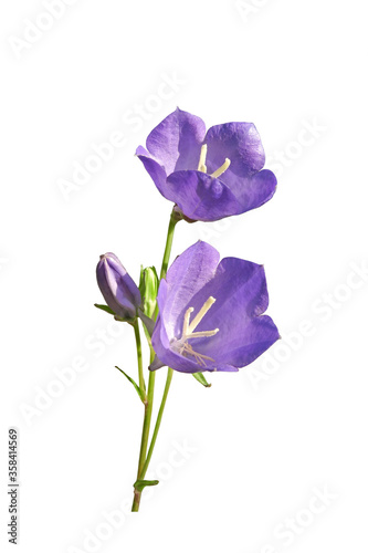 Campanula persicifolia flower (peach-leaved bellflower) isolated on white background   