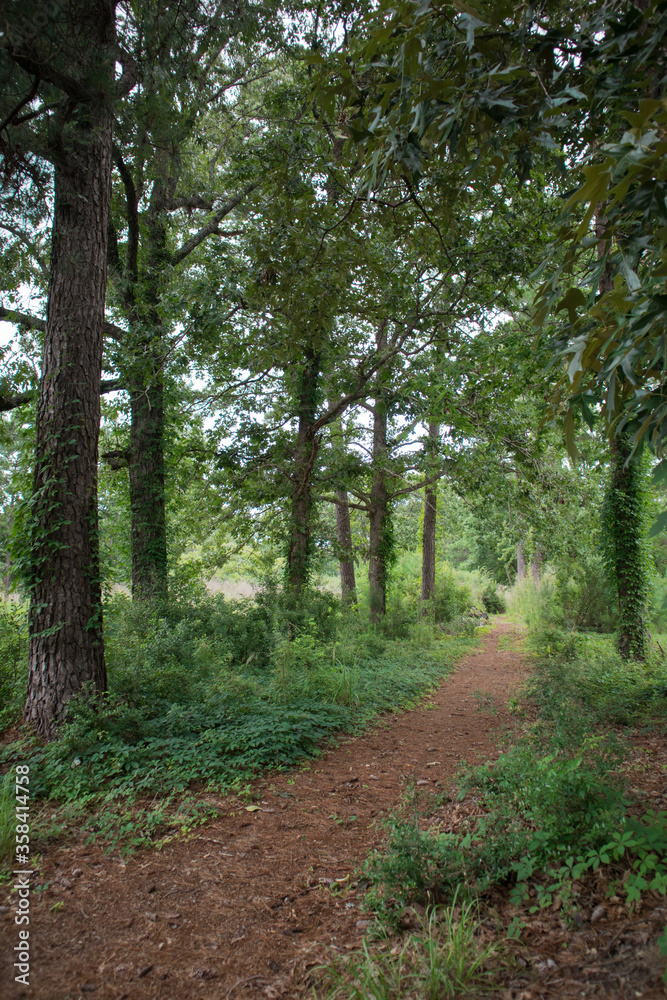 Carolina Forest Pathway through the Woods Carolina Forest Pathway through the Woods