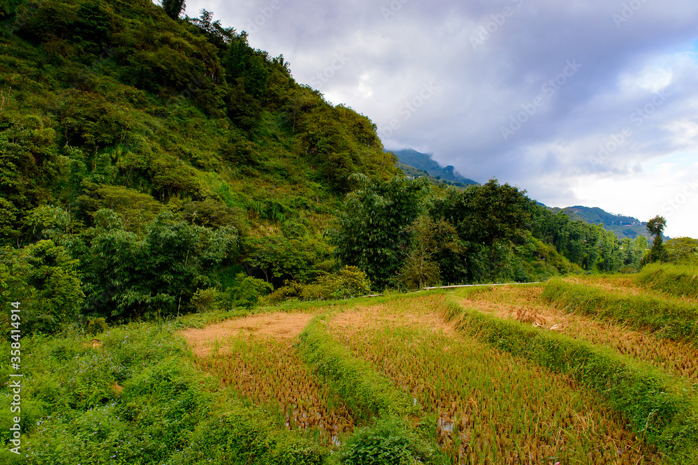 It's Rice terrace on a mountain hill in Vietnam