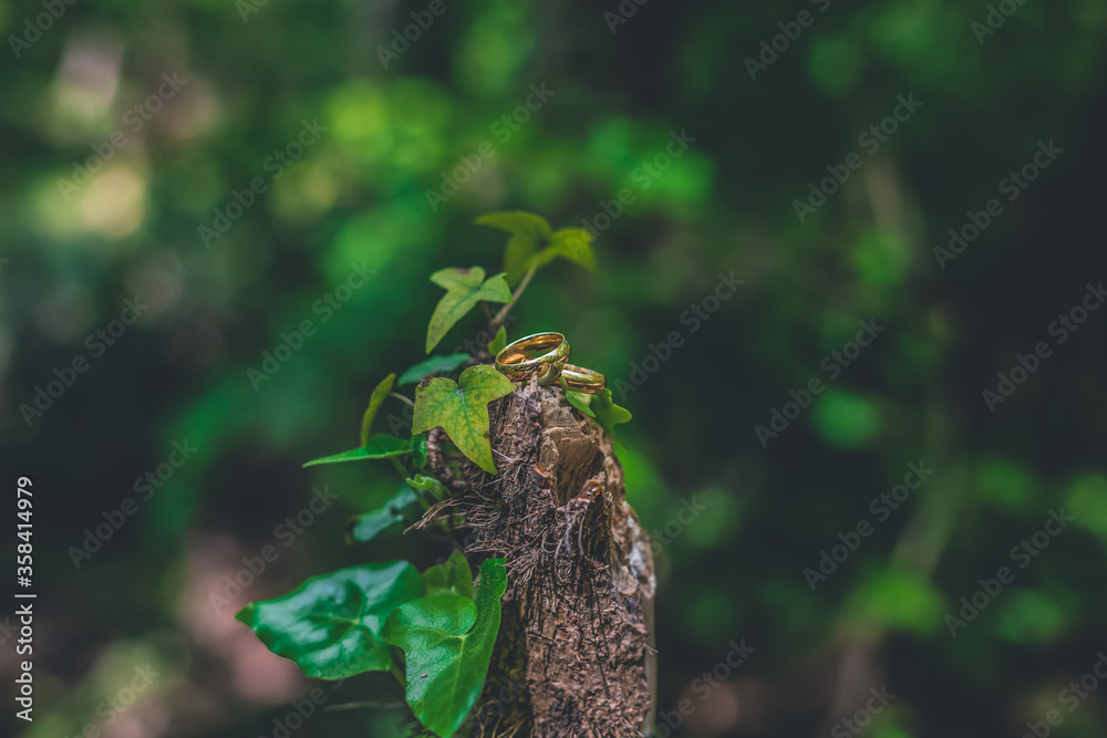 Plain gold wedding rings placed between green leaves on a broken tree in the forest, with copy space Plain gold wedding rings placed between green leaves on a broken tree in the forest, with copy space