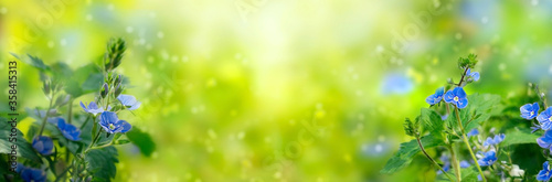Soft focus blue Veronica flowers on a sunny blooming blurred meadow with sunbeams, spotlights and bokeh