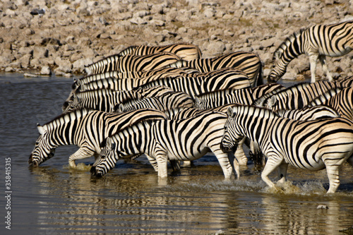 Burchell s  common  plains  zebras drinking at waterhole  Okaukuejo  Etosha National Park  Namibia