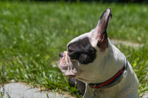 Fototapeta Naklejka Na Ścianę i Meble -  An alert Boston Terrier stands at attention