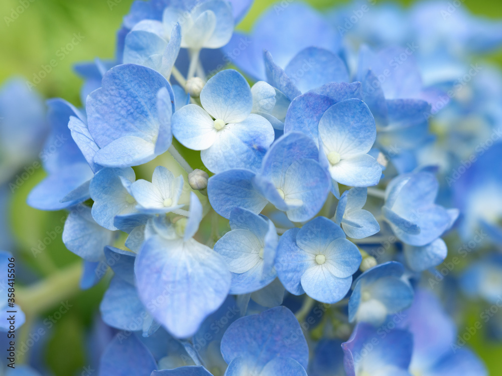 アジサイの花