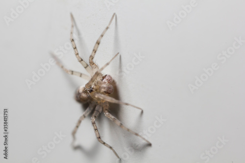 Extreme macro shot of a domestic house spired crawling on a wall. photo