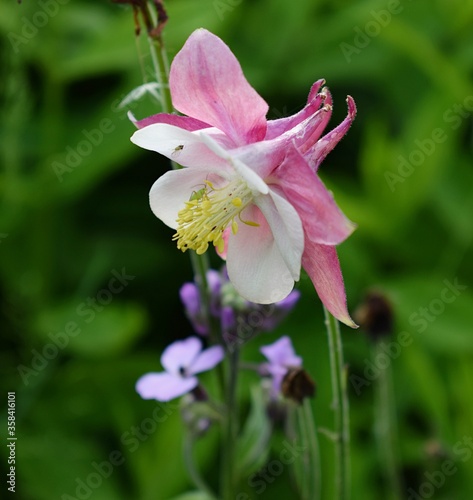 Pink Columbine flowers