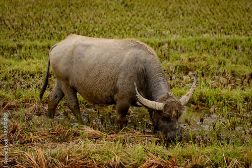 It s Buffalo in Vietnam