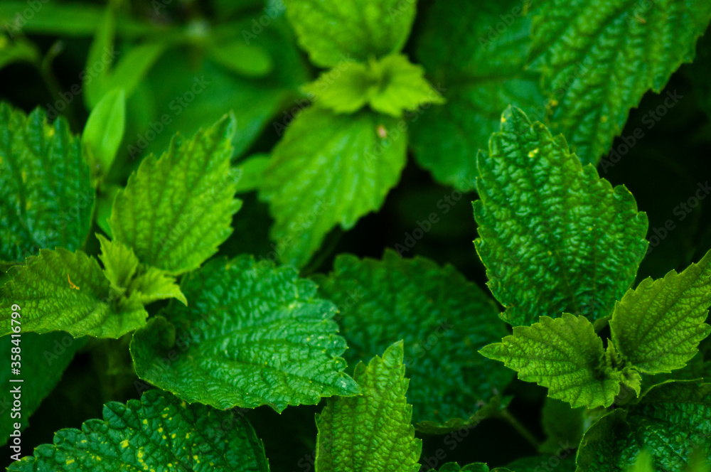 spring background. young green leaves spring background. young green leaves