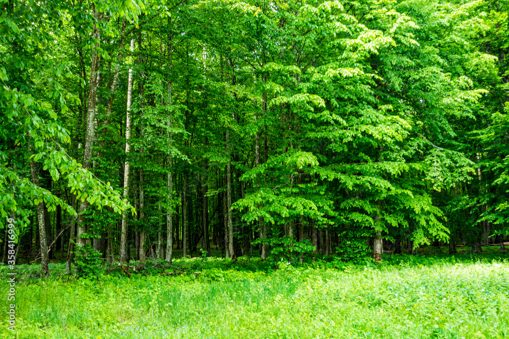 Białowieski Park Narodowy Białowieża Podlasie Drzewa las trawa natura