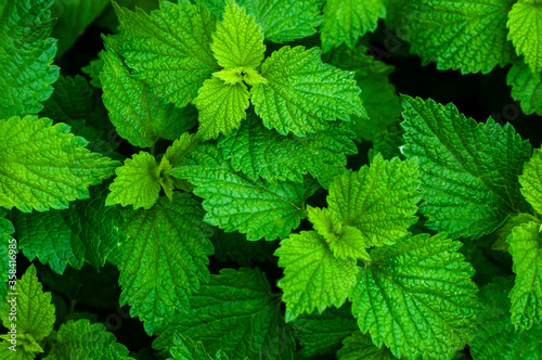 spring background. young green leaves