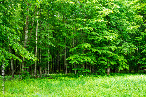 Obraz na płótnie Białowieski Park Narodowy Białowieża Podlasie Drzewa las trawa natura w salonie
