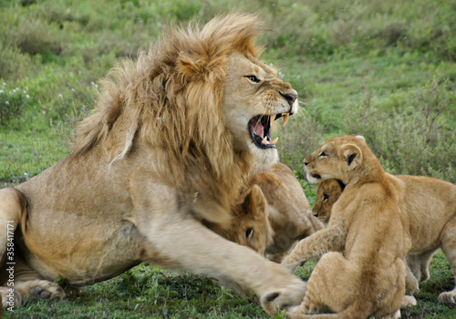 Male lion snarling at annoying cubs  Ngorongoro Conservation Area  Tanzania