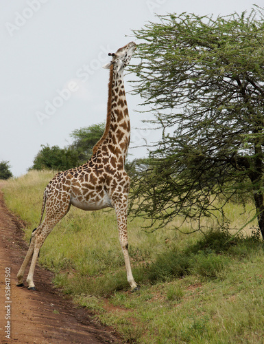 Masai giraffe browsing on acacia tree beside road  Serengeti National Park  Tanzania