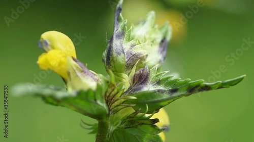 Yellow Rattle (Rhinanthus Minor)
 photo