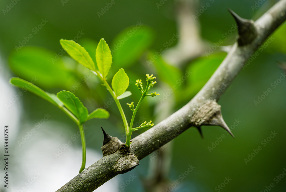 Close-up of Zanthoxylum americanum, Prickly ash or Sichuan pepper blossom on natural green bokeh background. Selective focus. Nature spring concept for design