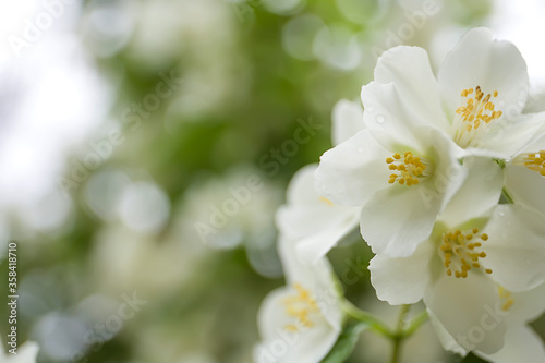 White jasmine flower close up © Андрей Котомин