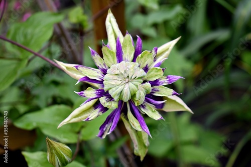 Clematis Tajga