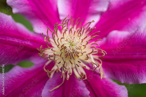 Texture of clematis flower closeup