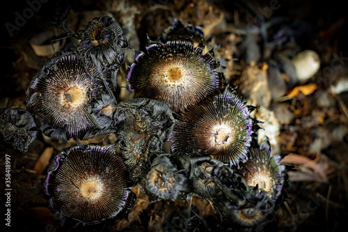 Overhead closeup view of a clump of toadstool fungi showing detailed radial patterns in shades of brown, orange and purple.