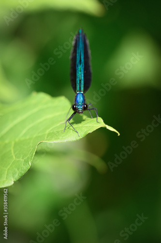 An Ebony Jewelwing Damselfly perched at the edge of a marsh at Toronto, Ontario's Taylor Creek Park.