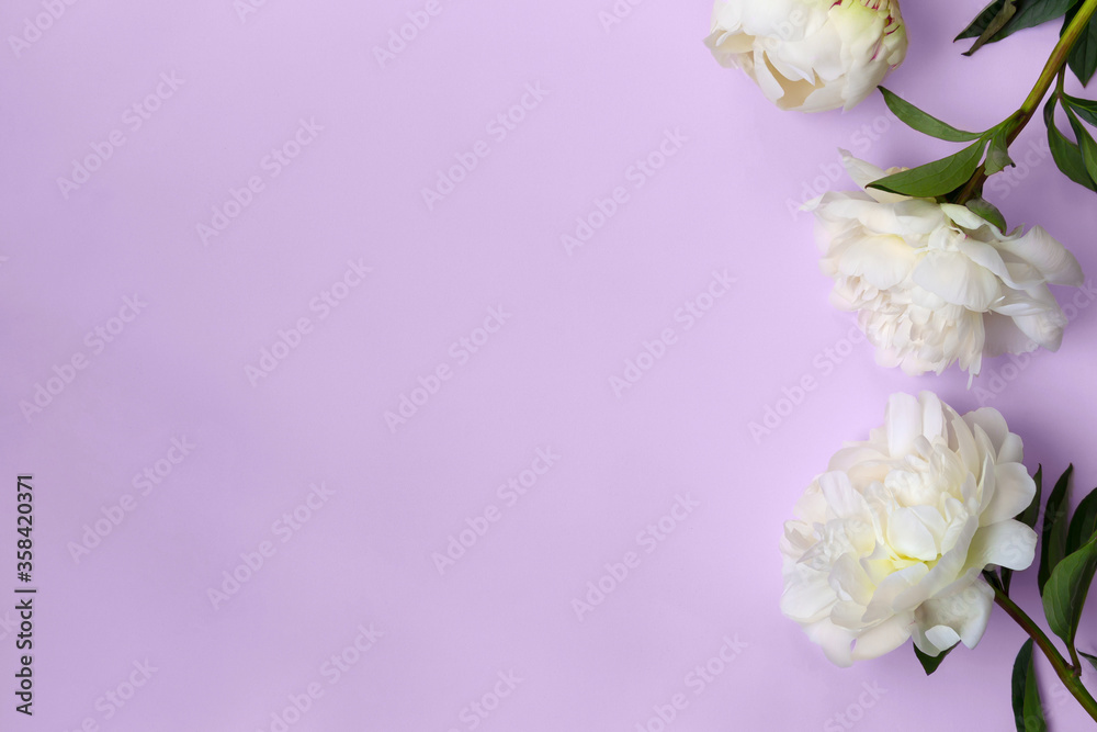 Floral background with white peonies on violet background and empty space for your text and design. Summer mock ups and templates. Bridal romantic concept. Decorative still life floral composition.