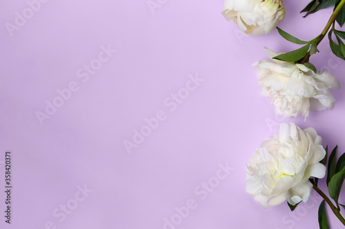 Fototapeta Naklejka Na Ścianę i Meble -  Floral background with white peonies on violet background and empty space for your text and design. Summer mock ups and templates. Bridal romantic concept. Decorative still life floral composition.