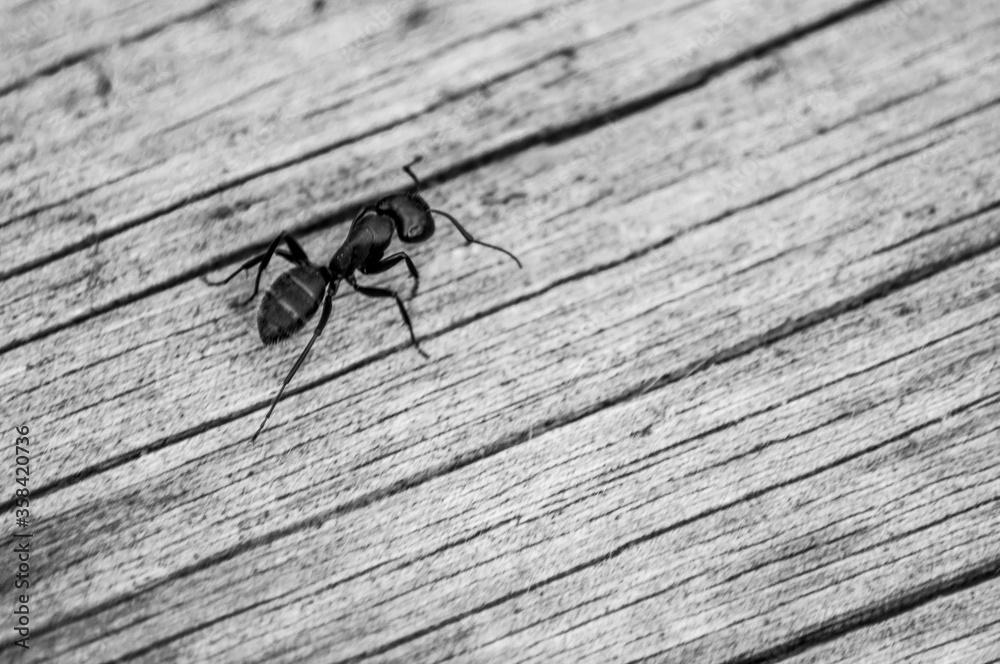 large ant on a wooden background large ant on a wooden background