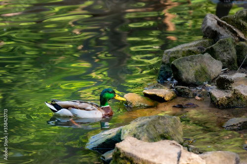 Stockente Erpel auf einem See mit großen Steinen im Wasser (Anas platyrhynchos) photo