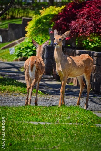 white tale deer