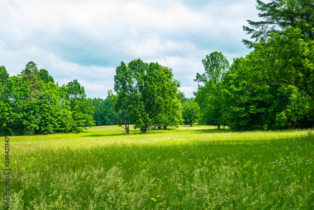 Białowieski Park Narodowy Białowieża Podlasie Łąka pole drzewa park