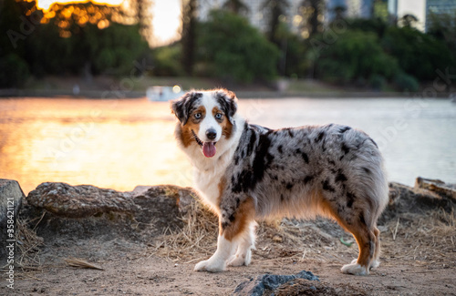 Australian Shepherd Dog in urban city. 
