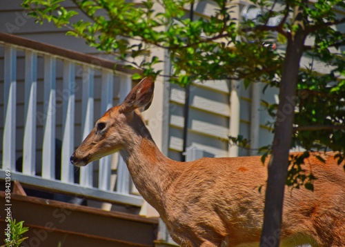 deer on the streets