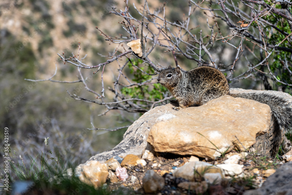 Rock squirrel sitting on a rock along a path