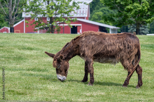 Poitou donkey grazing in a grass field beside a red barn facing the left of the frame
