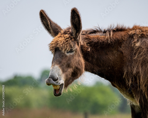 Foto Braying poitou donkey braying with a green and blue blurred background