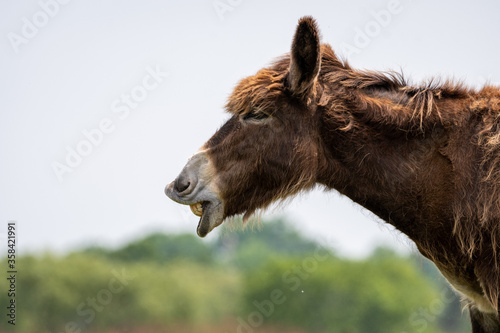 Tableau sur toile Braying poitou donkey braying with a green and blue blurred background