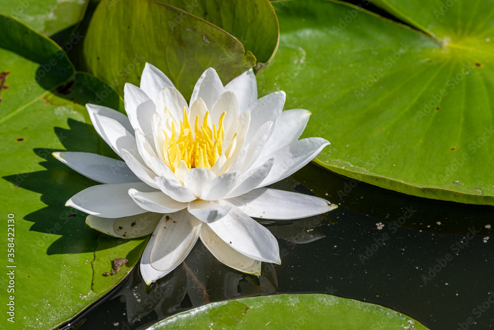 White lily flower among lily pads White lily flower among lily pads