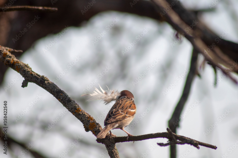 little sparrow builds a nest. sparrow sitting on a tree branch with a feather in its beak little sparrow builds a nest. sparrow sitting on a tree branch with a feather in its beak