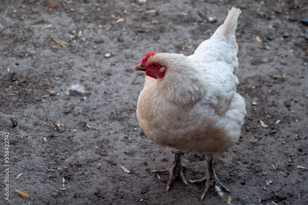 white rooster stands on damp ground