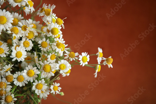 Beautiful chamomiles on color background  closeup