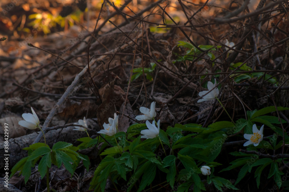 White anemone flowers in the awakening spring forest. First flowers in early spring. close up first white spring forest anemone White anemone flowers in the awakening spring forest. First flowers in early spring. close up first white spring forest anemone
