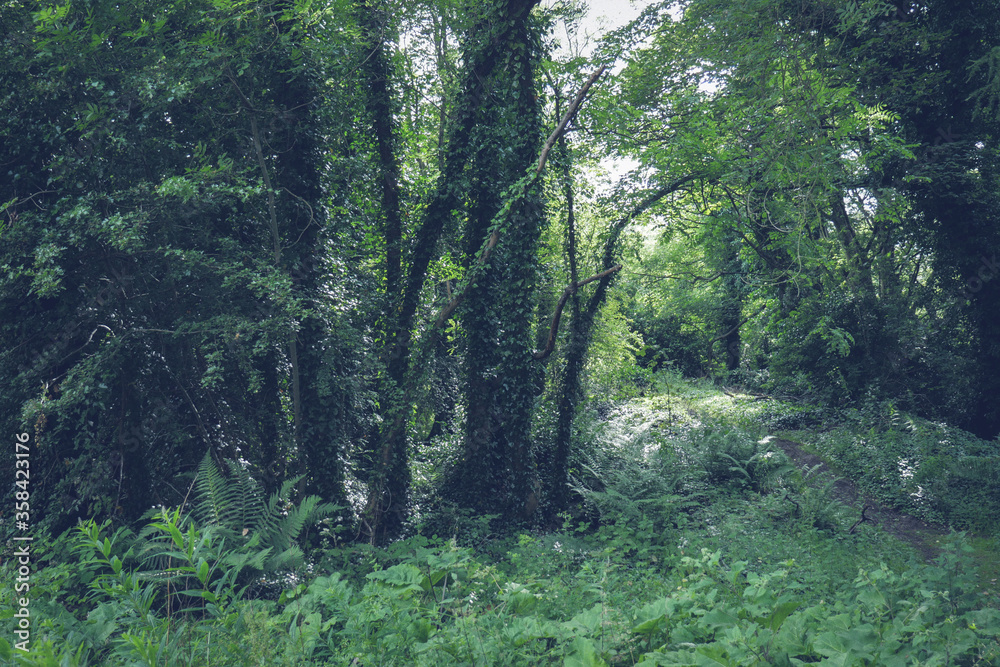 Obraz premium Woods in forest, Orkney Islands Scotland.