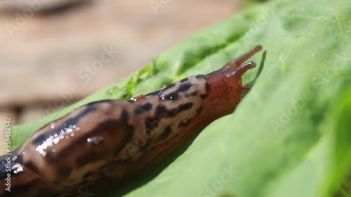 Leopard slug on a wood board among the leaves