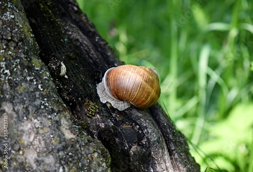 Helix pomatia on a tree. Common names the Roman snail, Burgundy snail