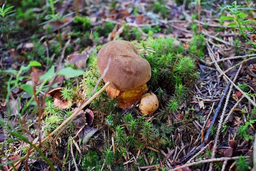 Boletus luridiformis Boletus luridiformis